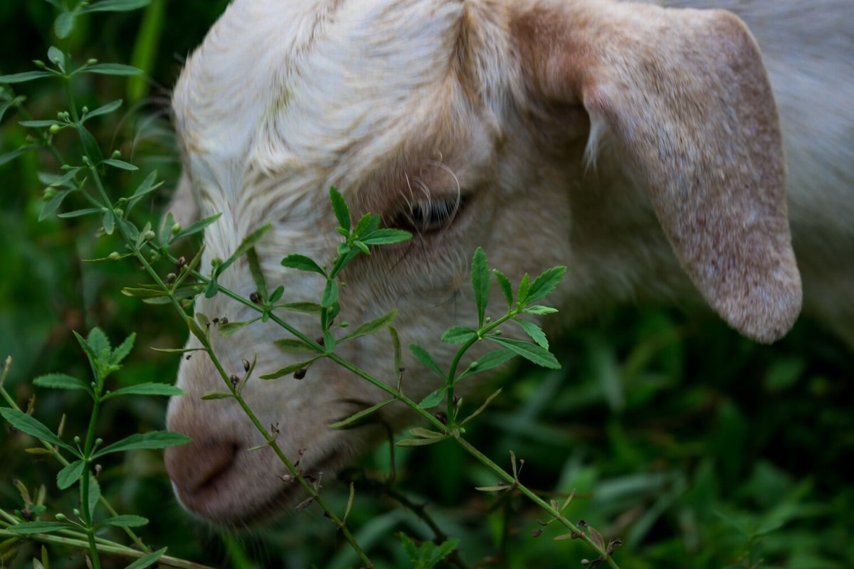 Osman Tanju Güneri’nin Hikayesi