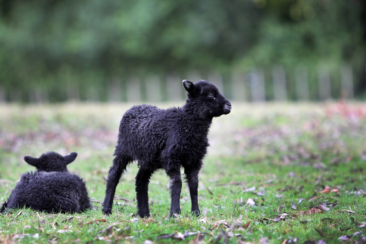 Sürdürülebilir Tarım ve Hayvancılık