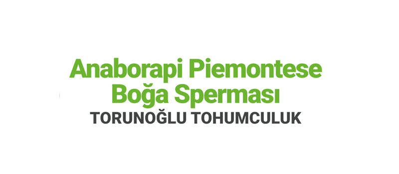 Torunoğlu Piemontese